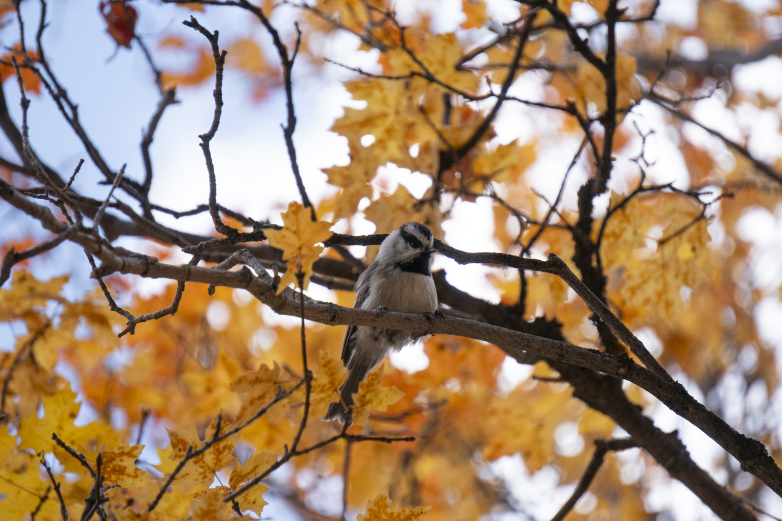 A chickadee sits in a maple that has turned orange